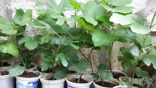 Смокини разсад в кофичка, с височина 30-40см.-5 €/бр., снимка 7 - Градински цветя и растения - 53882518