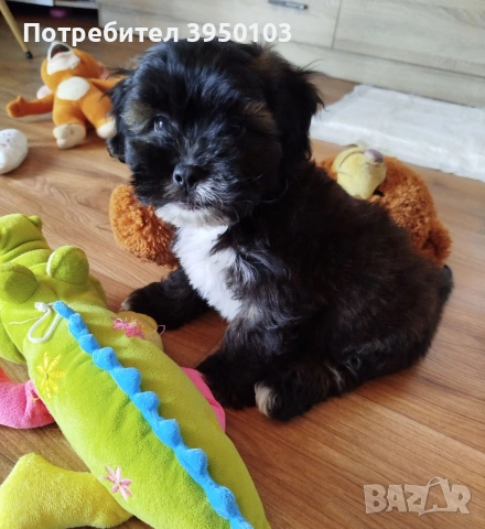 Shih poo/Mini poodle 