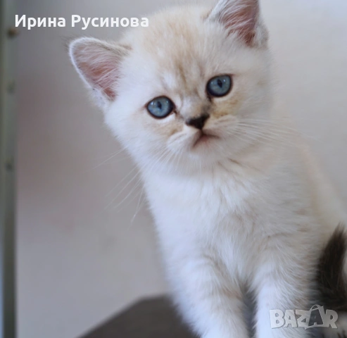 Британска късокосместа
