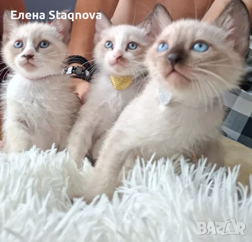 Две момичета и едно момче