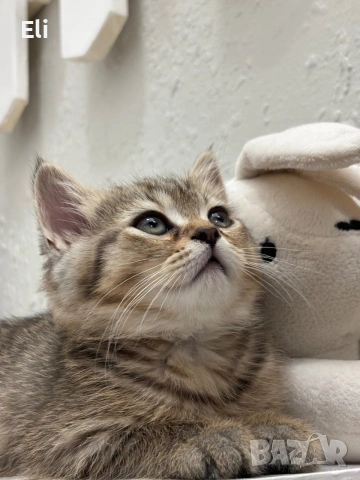 Шотландски котенца , снимка 7 - Други - 55024613