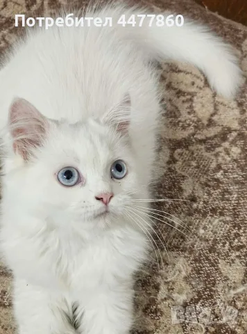 Персийски котенца , снимка 9 - Персийска - 55637813