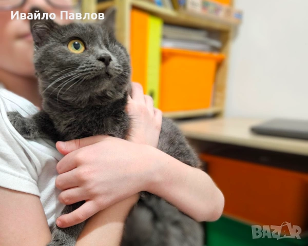 Ема търси своя човек – в София, снимка 2 - Руска синя котка - 54020102