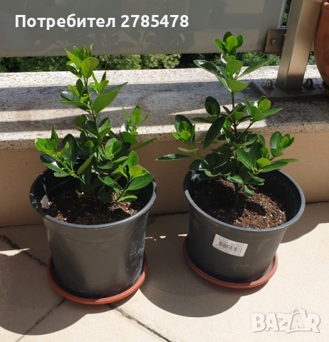 Японски чашкодрян, снимка 2 - Градински цветя и растения - 54709804