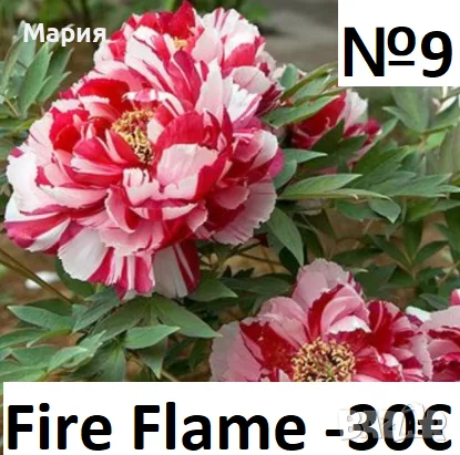 Божури сортови тревисти и полу-дървовидни, снимка 5 - Сортови семена и луковици - 47242234