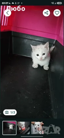 Котенца.на два месеца.чисто бели чудесни за домашен Любимец