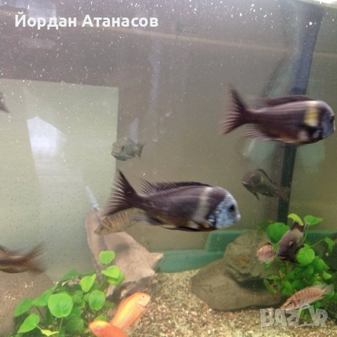 Продавам риби Трофеуси , снимка 2 - Рибки - 54794637