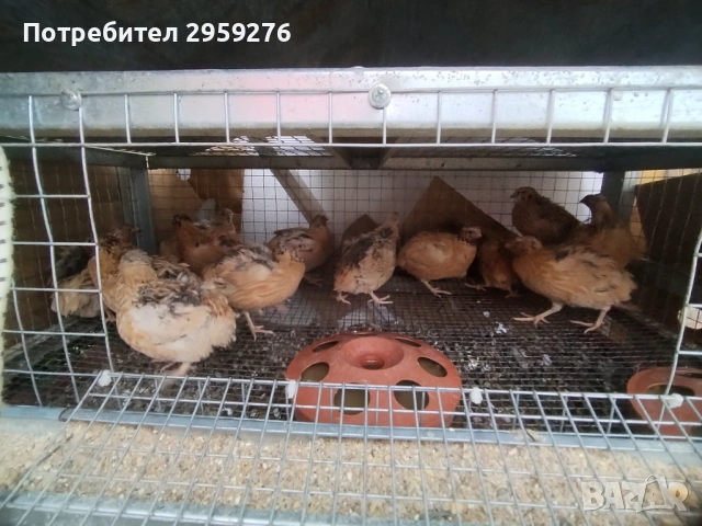 Продавам пътпъдъци и горгутки