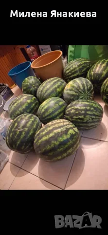 Дини сорт РОМАНЗА 
