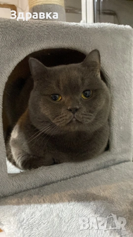 Британец за разплод 