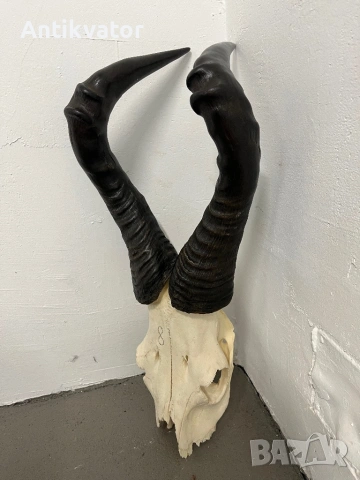 Трофей антилопа хартебест, снимка 2 - Декорация за дома - 54346388