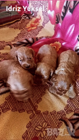 Кокер  шпаньоли