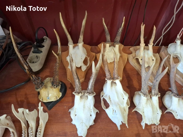 Продават се рога и челюсти., снимка 2 - Антикварни и старинни предмети - 54666997
