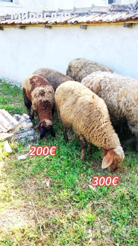 ПРОДАВАМ ДВЕ МЪЖКИ АГНЕТА , снимка 3 - Овце - 55067036
