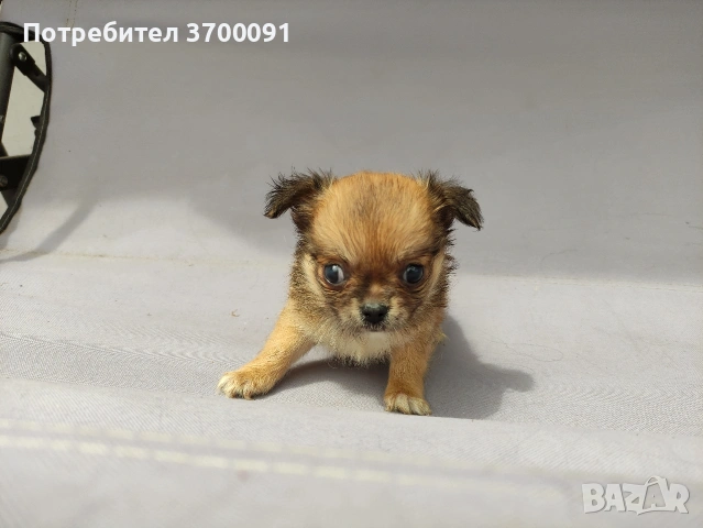 чихуахуа , снимка 18 - Чихуахуа - 54589553