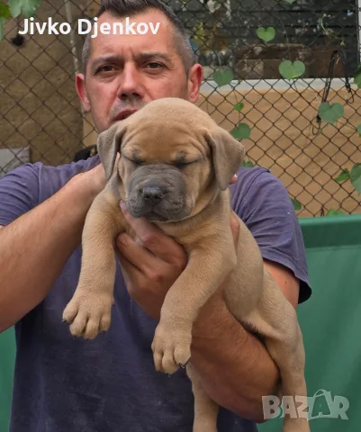 Американско були ХЛ /American bully XL, снимка 9 - Други - 55673984