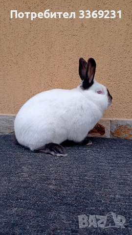 Калифорнийски зайци