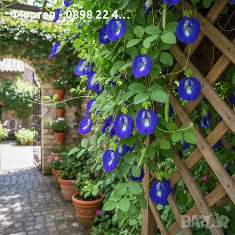 🌿 Трилистна клитория (Clitoria ternatea) – екзотична цъфтяща лиана, снимка 2 - Разсади - 55620343