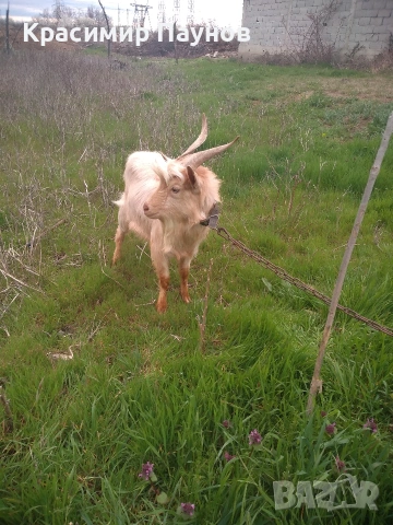 Млад пръч ,на една година ,за дъмъзлък ., снимка 12 - Кози - 54035020