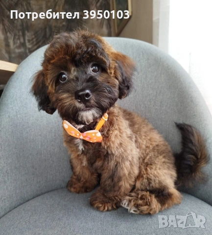 Shih poo /Mini poodle, снимка 6 - Пудели - 54633510