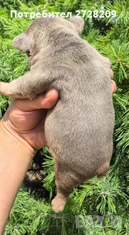 Френски булдог/French Bulldog , снимка 8 - Френски булдог - 54656690