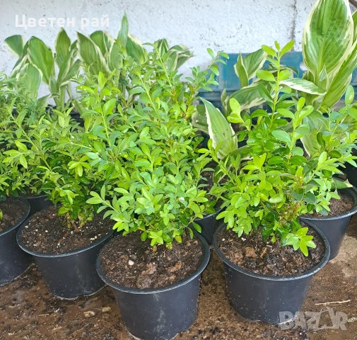 Чимшир в саксия ф13 , снимка 3 - Градински цветя и растения - 54265744