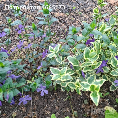 Пъстролистна Винка Минор , снимка 5 - Градински цветя и растения - 54268086