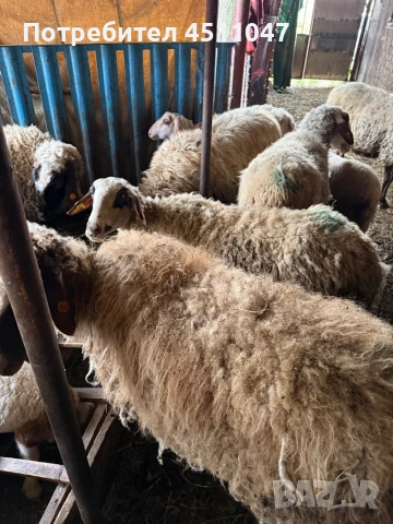 Продавам млади овце , снимка 4 - Овце - 54182180