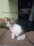 🐾 Търся дом за едно прекрасно мъжко котенце, снимка 5