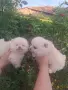 Померанчета момче и момиче , снимка 3