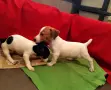 чистокръвни джакчета , снимка 2