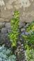 От април Храст Евронимус японика Вариегата /Euonymus japonicа aurea/, снимка 3