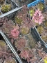 Бъз Sambucus migration “Eva”, снимка 4