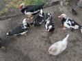 Неми патици , снимка 3