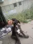 Продавам чистокръвно Кане Корсо, снимка 5
