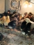 Голошийки и качулати пиленца , снимка 4