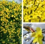 Продавам растение Зимен Жасмин (Jasminum nudiflorum), снимка 9