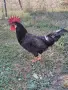 Петли Петел Черен Легхорн Leghorn, снимка 1