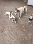 куче 🐕 Джак Ръсел , снимка 1