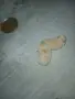 Mini Pomeran sladyri, снимка 8