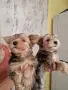 ПРОМОЦИЯ на мъжки йоркита , снимка 4