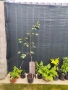 Липа (Tilia) – Фиданки за ароматен чай и красива градина Студоустойчива  , снимка 4