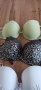 Дамски сутиени Р. 80 B. , снимка 2