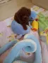 Пудел той/Poodle toy , снимка 3