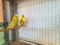 изложбени папагали , снимка 2