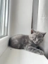 Британско коте, снимка 5