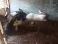 Зайци домашни различни видове, снимка 12