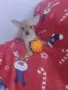 Чихуахуа кученца, снимка 4