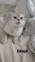 Шотландско котенце, снимка 8