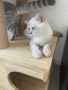 Британски късокосмести котета, снимка 2